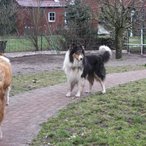 IMG_0939-wolf