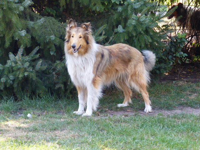 P1040122-Roxy