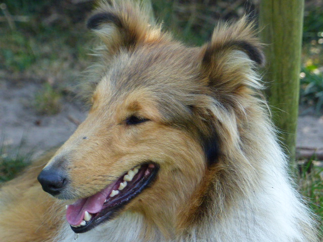 P1040228-ROXY-2016