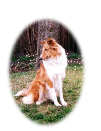 colliealone1