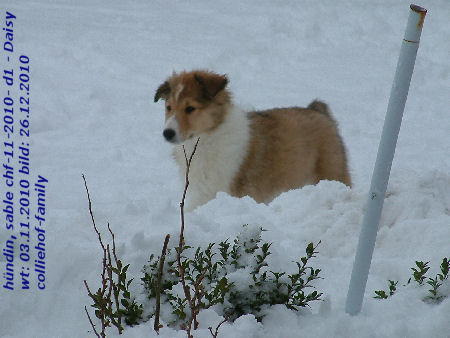 d1-2010-i-daisy-26.12.2010